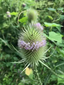 Tom 03 Heel veel stekels